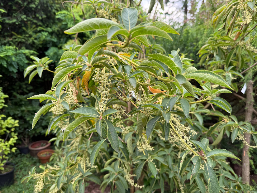 Japanse Schijnels - Clethra barbinervis