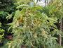 Japanse Schijnels - Clethra barbinervis