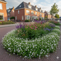 Biologisch Ooievaarsbek - Geranium cantabrig. 'St Ola'
