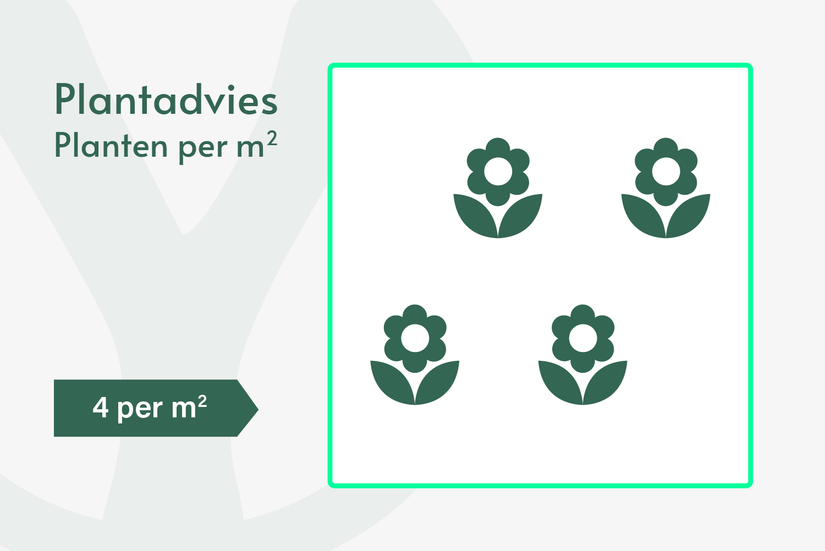 Engelwortel - Angelica gigas