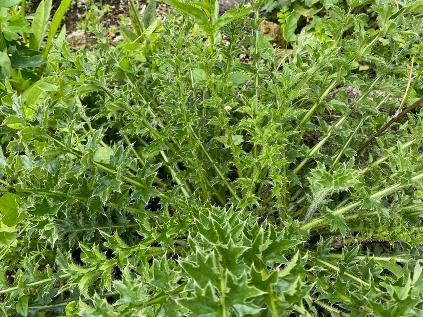 Aarddistel - Cirsium acaule