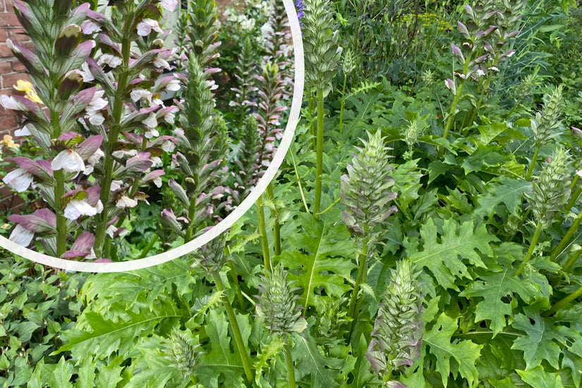 Stekelige Berenklauw - Acanthus mollis