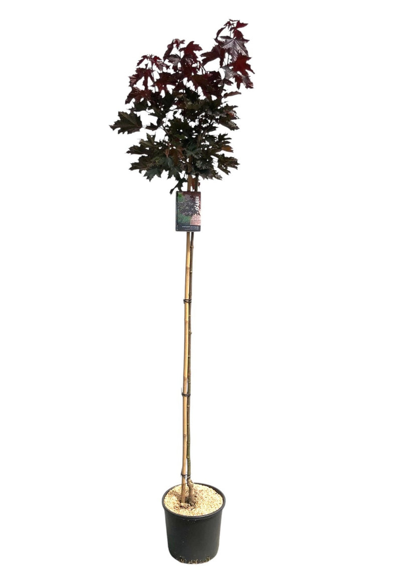 Acer Crimson Sentry C15 pot 150cm stamhoogte - totale hoogte ca 2 meter - foto genomen in de zomer