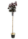 Acer Crimson Sentry C15 pot 150cm stamhoogte - totale hoogte ca 2 meter - foto genomen in de zomer