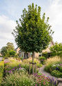 Veldesdoorn 'Huibers Elegant' (Hoogstam) - Acer campestre 'Huibers Elegant'