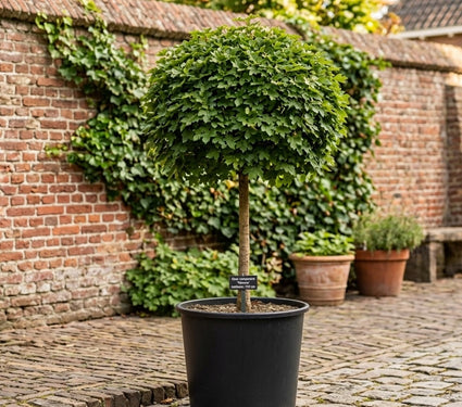 Veldesdoorn (Bolvorm, Halfstam) - Acer campestre 'Nanum'