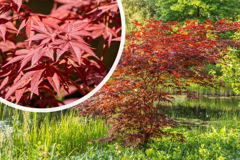 Japanse Esdoorn - Acer palmatum 'Atropurpureum'