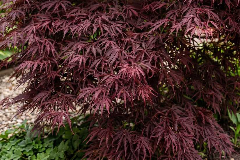 Japanse esdoorn - Acer palmatum 'Firecracker'