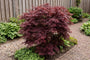 Japanse esdoorn - Acer palmatum 'Firecracker'