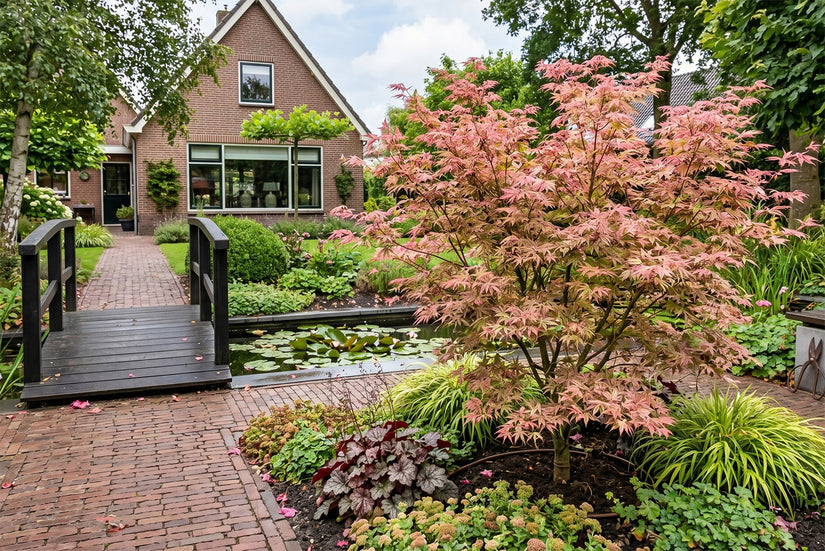 Japanse Esdoorn - Acer palmatum 'Jerre Schwartz’