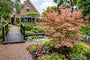 Japanse Esdoorn - Acer palmatum 'Jerre Schwartz’