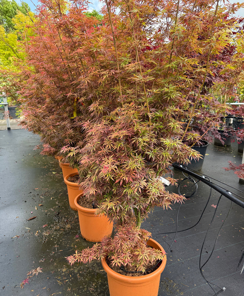 Japanse Esdoorn - Acer palmatum 'Jerre Schwartz’