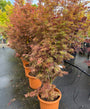 Japanse Esdoorn - Acer palmatum 'Jerre Schwartz’