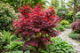 Japanse Esdoorn - Acer palmatum 'Skeeter's Broom'