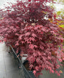 Japanse Esdoorn - Acer palmatum 'Skeeter's Broom'