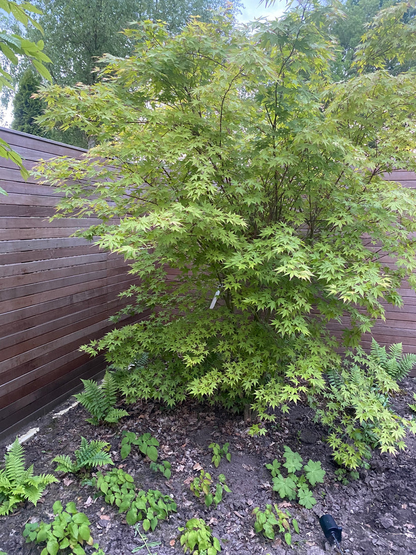 Japanse Esdoorn - Acer palmatum