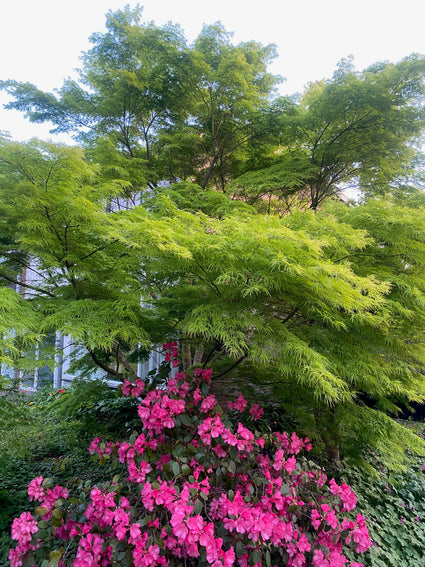 Japanse Esdoorn - Acer palmatum