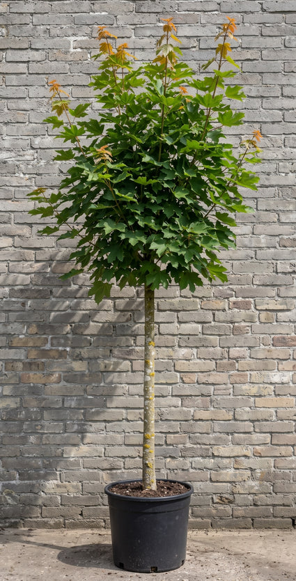 Noorse esdoorn (Hoogstam) - Acer platanoides 'Emerald Queen'