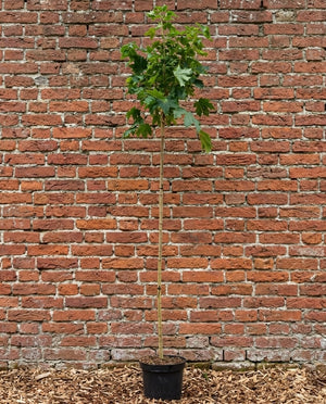 Hoogstam 180 cm + bolvorm (totale hoogte ca 250 cm)