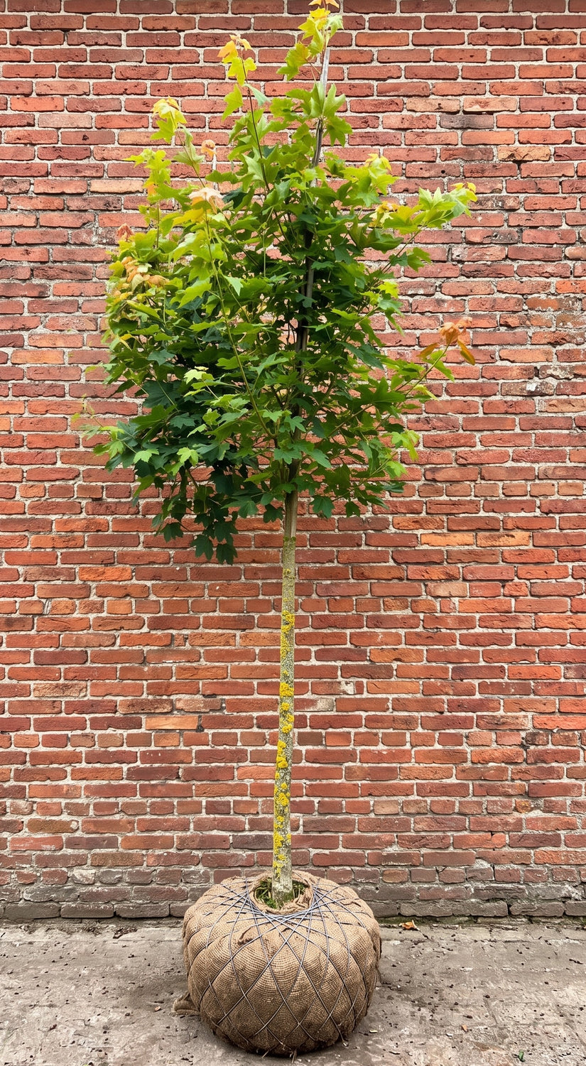 Noorse Esdoorn (Hoogstam) - Acer platanoides