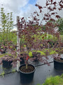 Japanse Esdoorn - Acer palmatum 'Bloodgood'