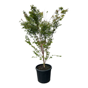 Meerstammige, solitaire heester/boom XL