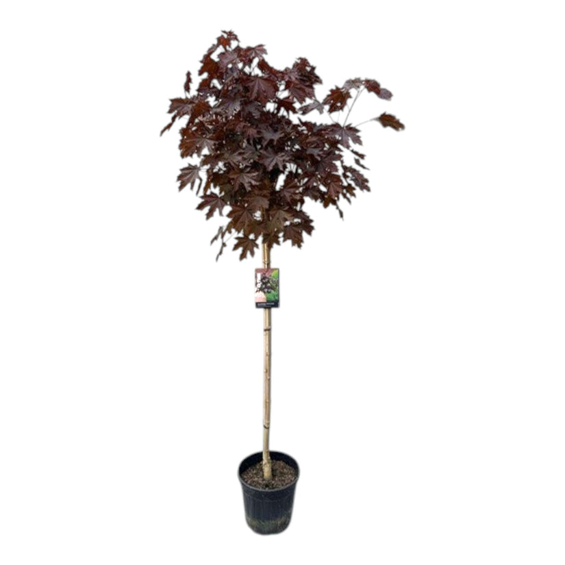 Noorse esdoorn - Acer platanoides 'Crimson Sentry'