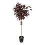 Noorse esdoorn - Acer platanoides 'Crimson Sentry'
