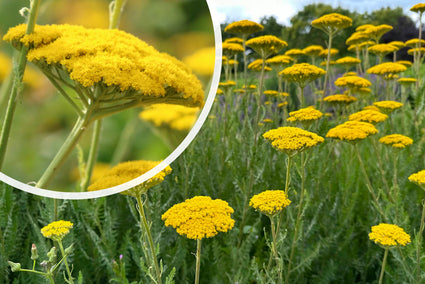 Duizendblad (Lage soort) - Achillea 'Coronation Gold'