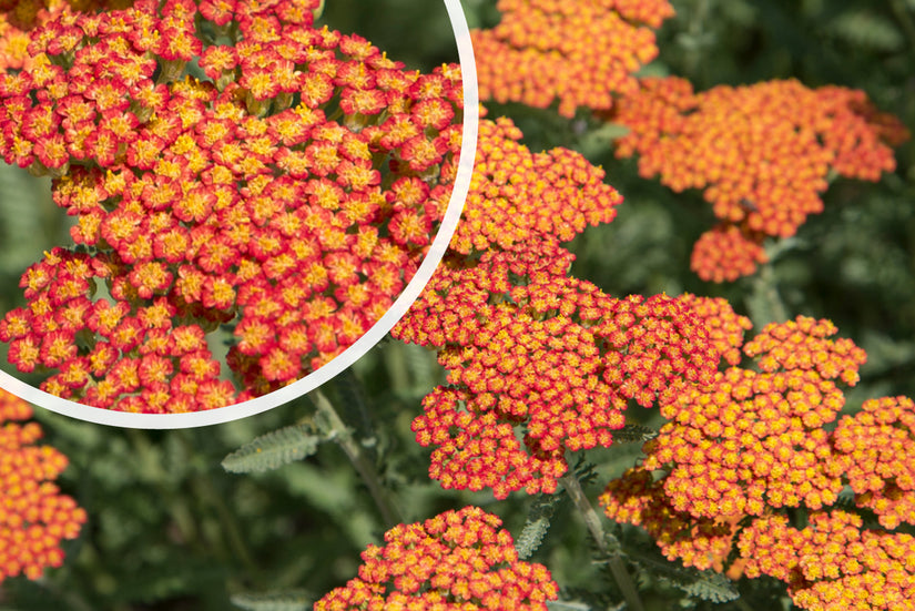 Duizendblad (Rood) - Achillea 'Feuerland'