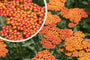 Duizendblad (Rood) - Achillea 'Feuerland'