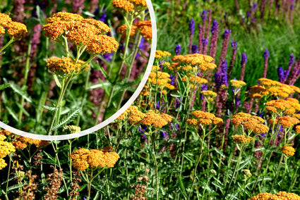 Duizendblad (Geel/Oranje) - Achillea 'Terracotta'