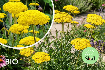 Biologisch Duizendblad - Achillea filipendulina 'Cloth of Gold'