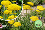 Biologisch Duizendblad - Achillea filipendulina 'Cloth of Gold'
