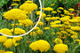 Duizendblad (Hoge soort) - Achillea filipendulina 'Cloth of Gold'