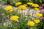 Biologisch Duizendblad - Achillea filipendulina 'Cloth of Gold'