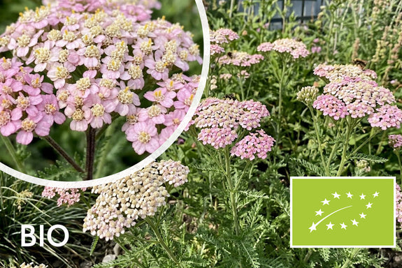 Biologisch Duizendblad - Achillea millefolium 'Apfelblüte'