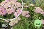 Biologisch Duizendblad - Achillea millefolium 'Apfelblüte'