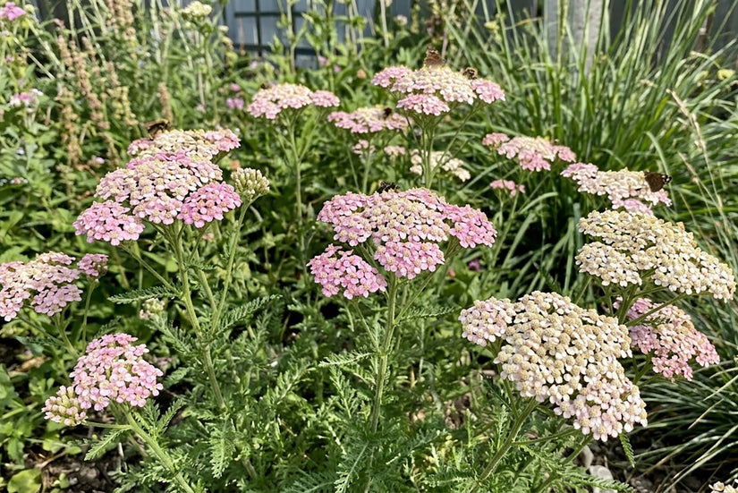 Biologisch Duizendblad - Achillea millefolium 'Apfelblüte'