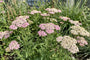 Biologisch Duizendblad - Achillea millefolium 'Apfelblüte'