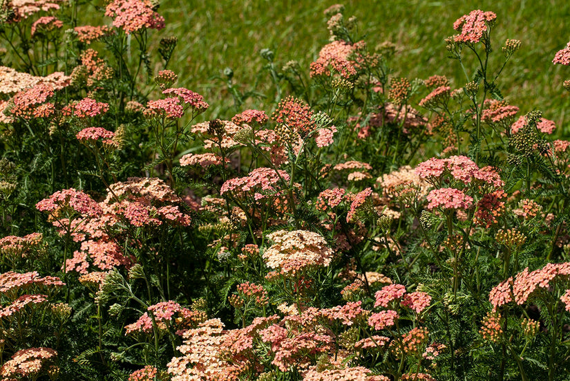 Duizendblad (Zalm roze) - Achillea millefolium 'Lachsschönheit'