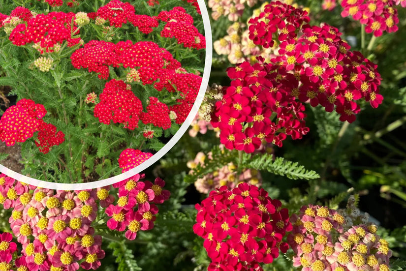 Gewoon duizendblad - Achillea millefolium 'Paprika'