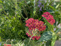 Gewoon duizendblad - Achillea millefolium 'Paprika'