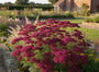 Duizendblad - Achillea millefolium 'Red Velvet'