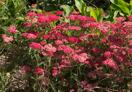Duizendblad - Achillea millefolium 'Red Velvet'