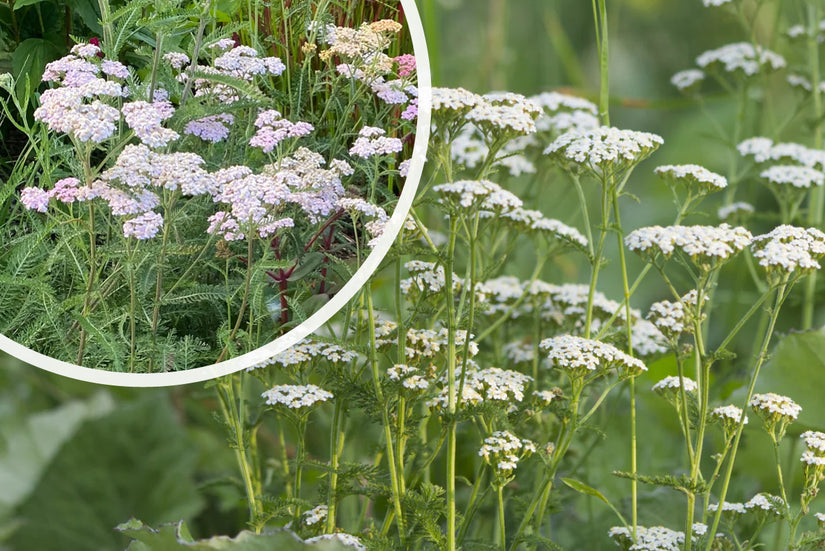 Gewoon duizendblad - Achillea millefolium 'White Beauty'