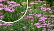Gewoon duizendblad (Roze)   Achillea millefolium 'Cerise Queen'
