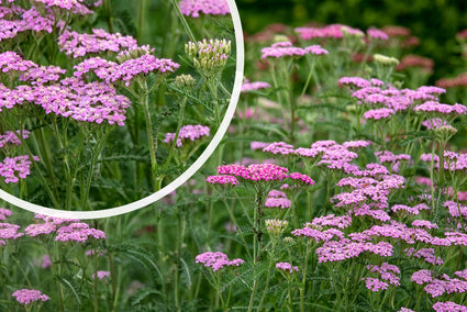 Gewoon duizendblad - Achillea millefolium 'Cerise Queen'