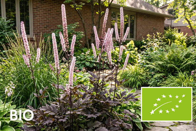 Biologisch Zilverkaars (Roze) - Actaea/Cimicifuga simplex 'Pink Spike'
