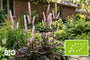 Biologisch Zilverkaars (Roze) - Actaea/Cimicifuga simplex 'Pink Spike'
